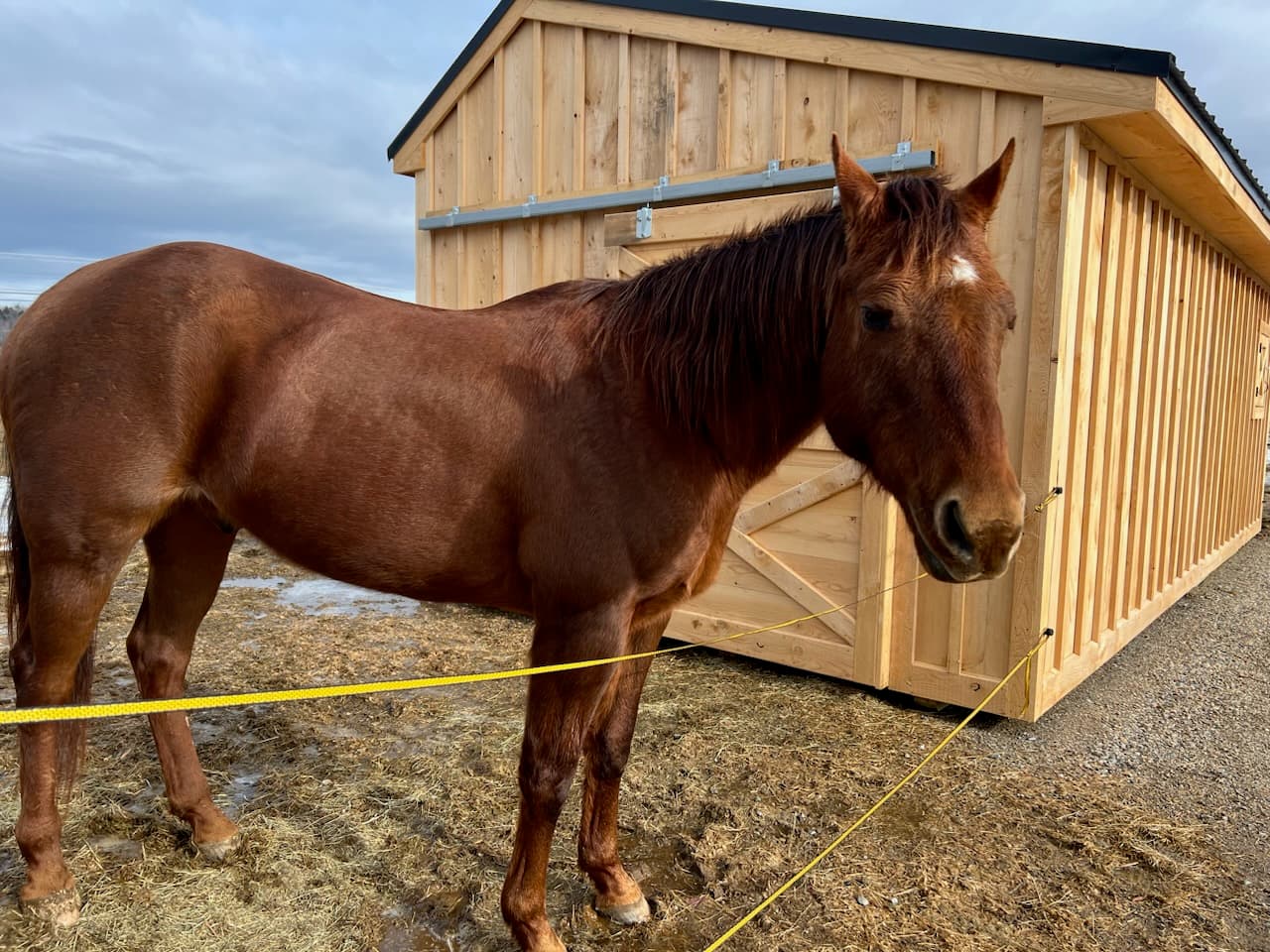 A brown horse stands beside a wooden barn, with a yellow rope tied around its neck.