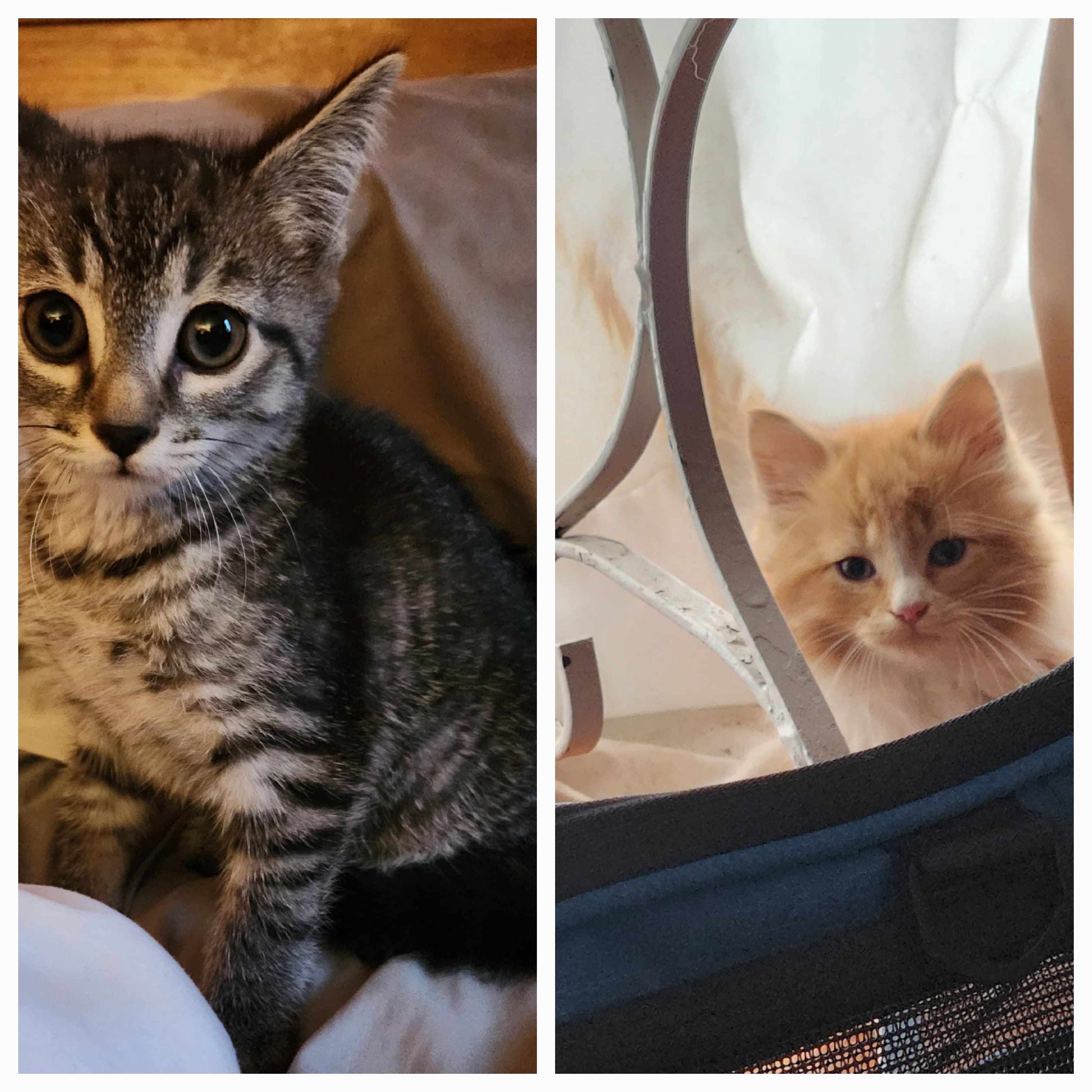 Two kittens, one gray striped and the other orange, are looking curiously at the camera.