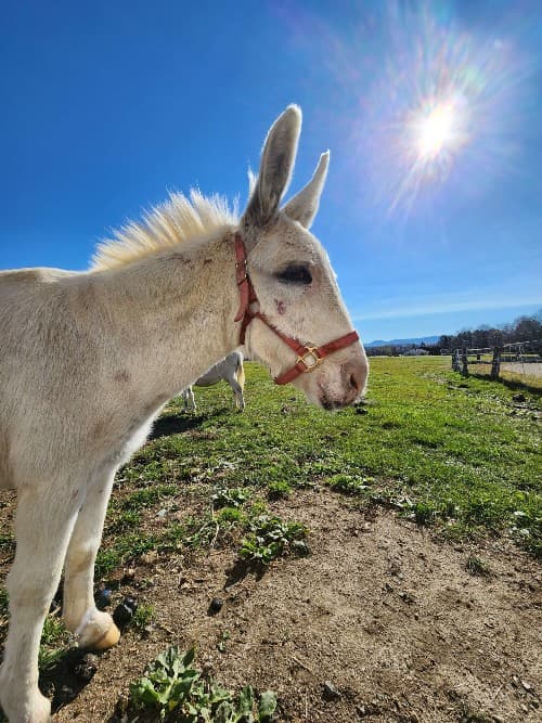 A white donkey stands in a green field under a clear blue sky with a bright sun.
