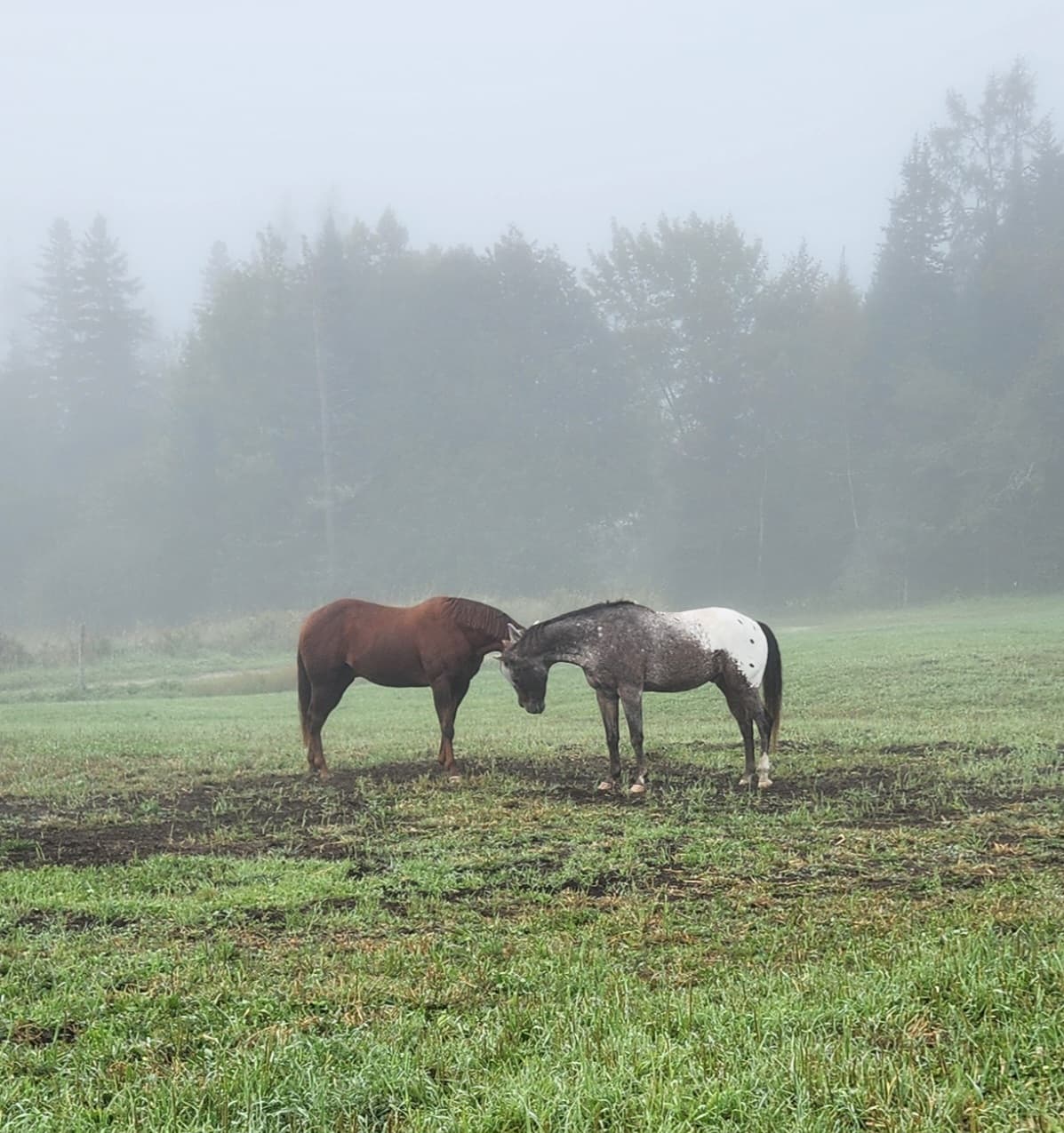 Two horses gently nuzzle in a misty, grassy field.