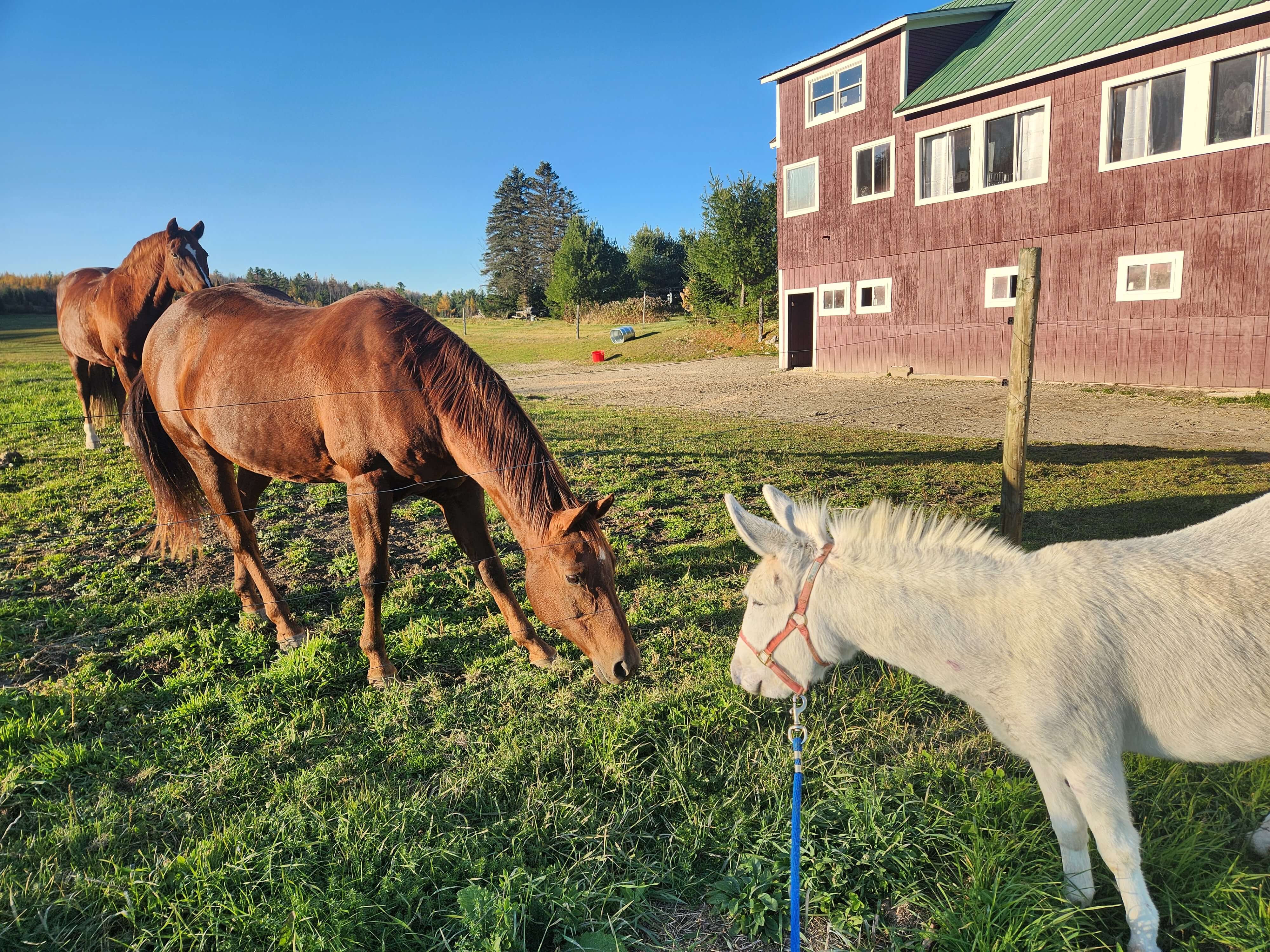 Two horses graze near a barn, with a white pony on a leash in the foreground.