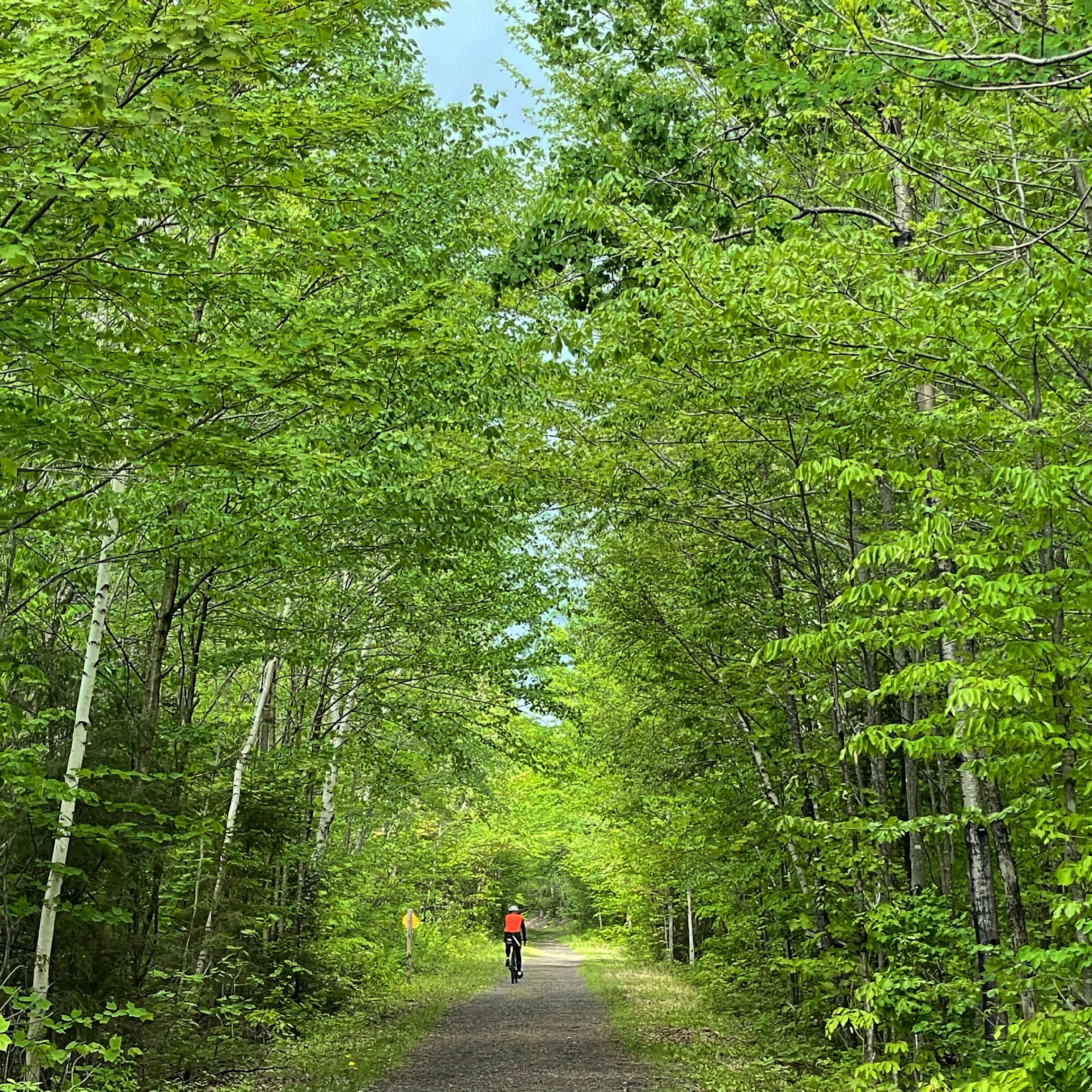 A cyclist rides along a tree-lined path in a lush green forest.