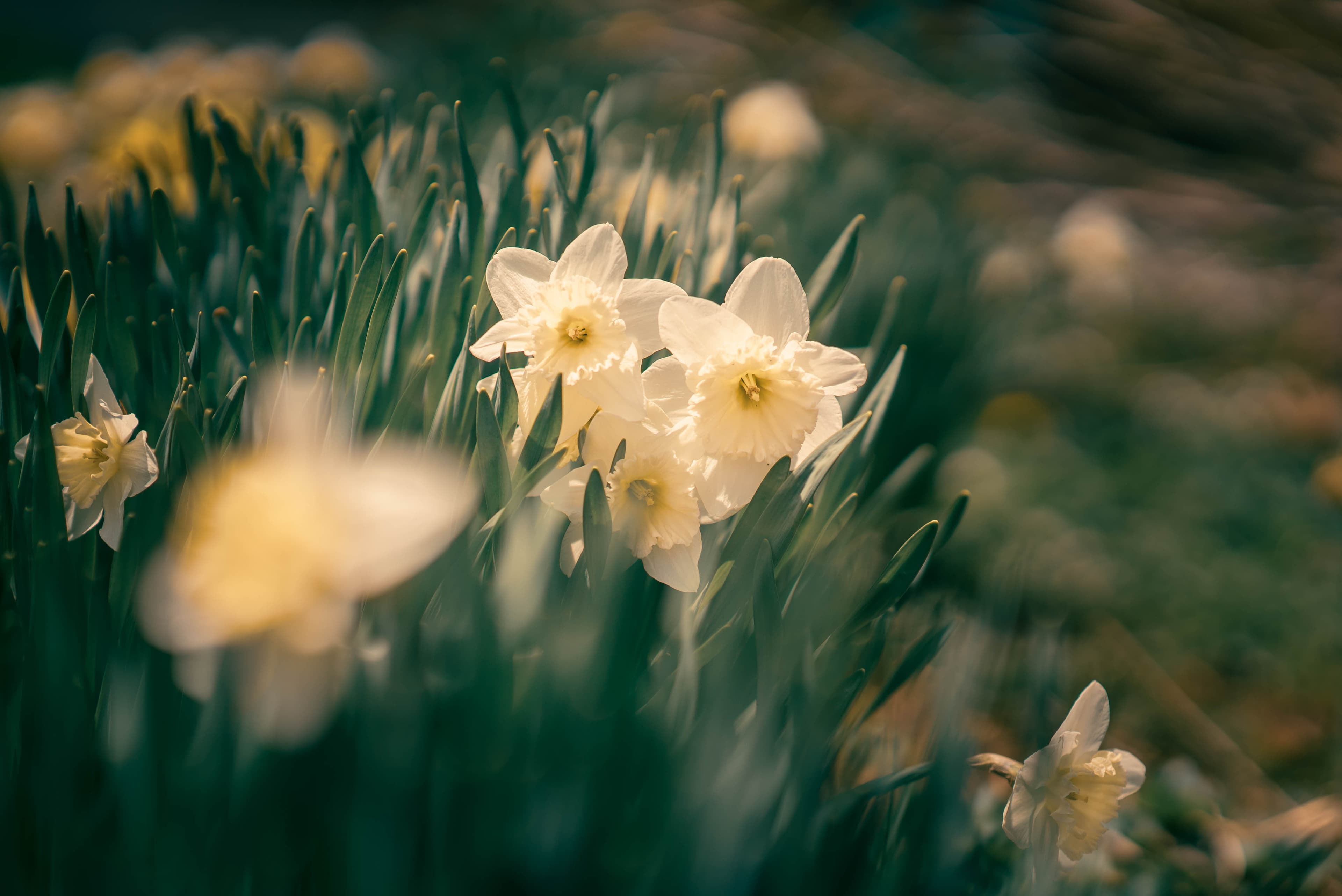Close-up of delicate white daffodils amidst lush green foliage.
