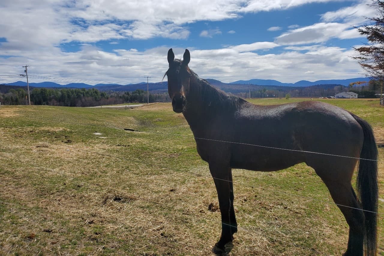 A black horse stands in a grassy field with mountains and a cloudy sky in the background.