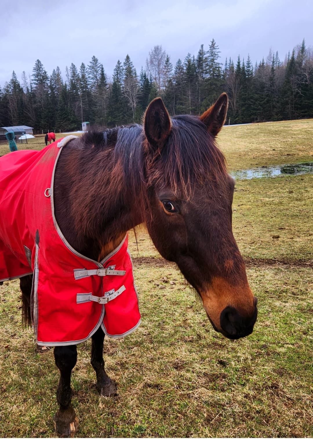 A brown horse wearing a red blanket stands in a grassy field.