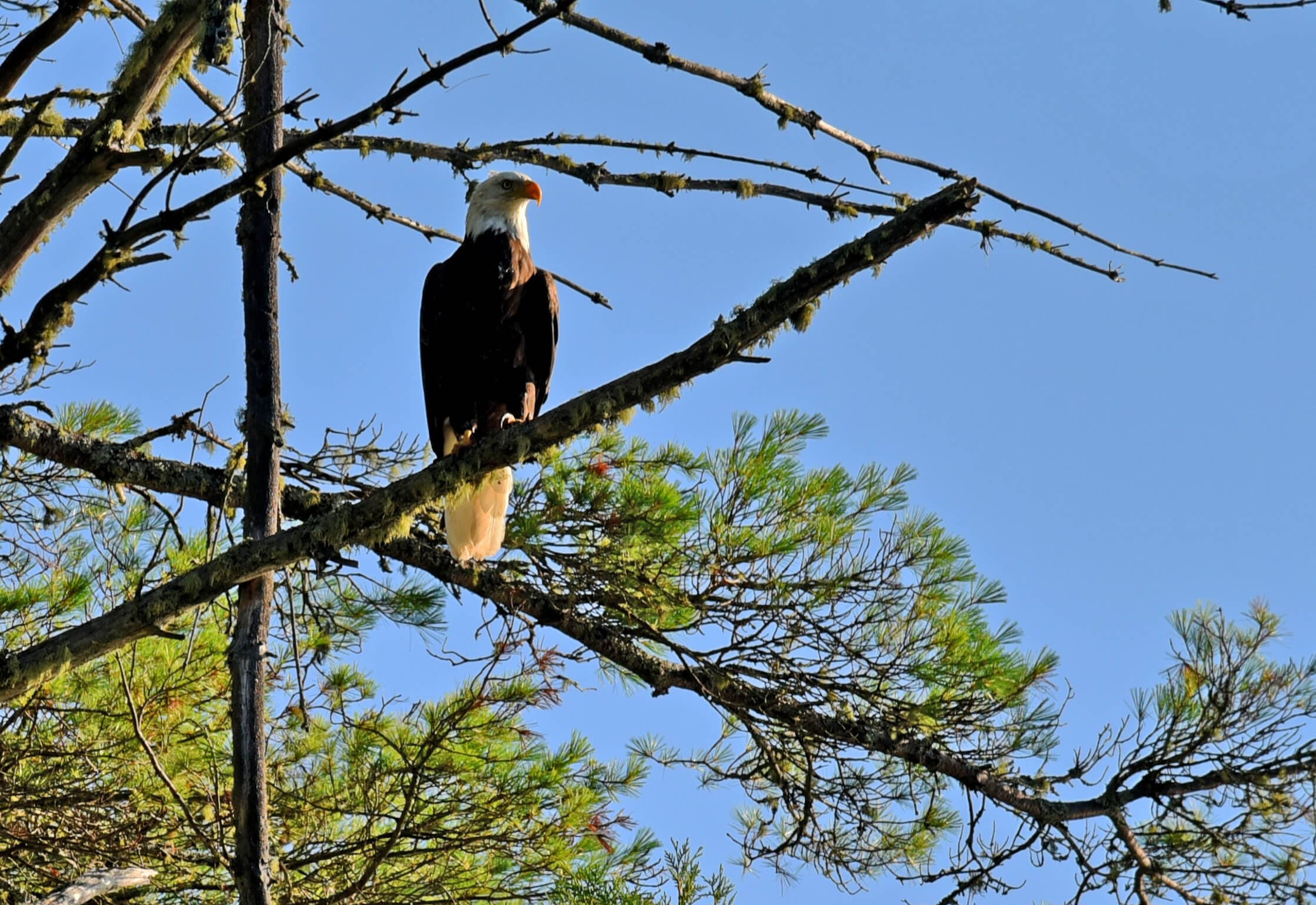 A bald eagle perched on a branch among pine trees against a blue sky.