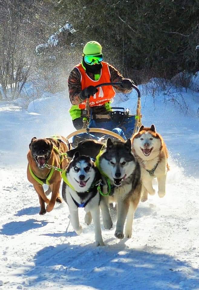 A person wearing bright gear sleds on snow while being pulled by four excited dogs.