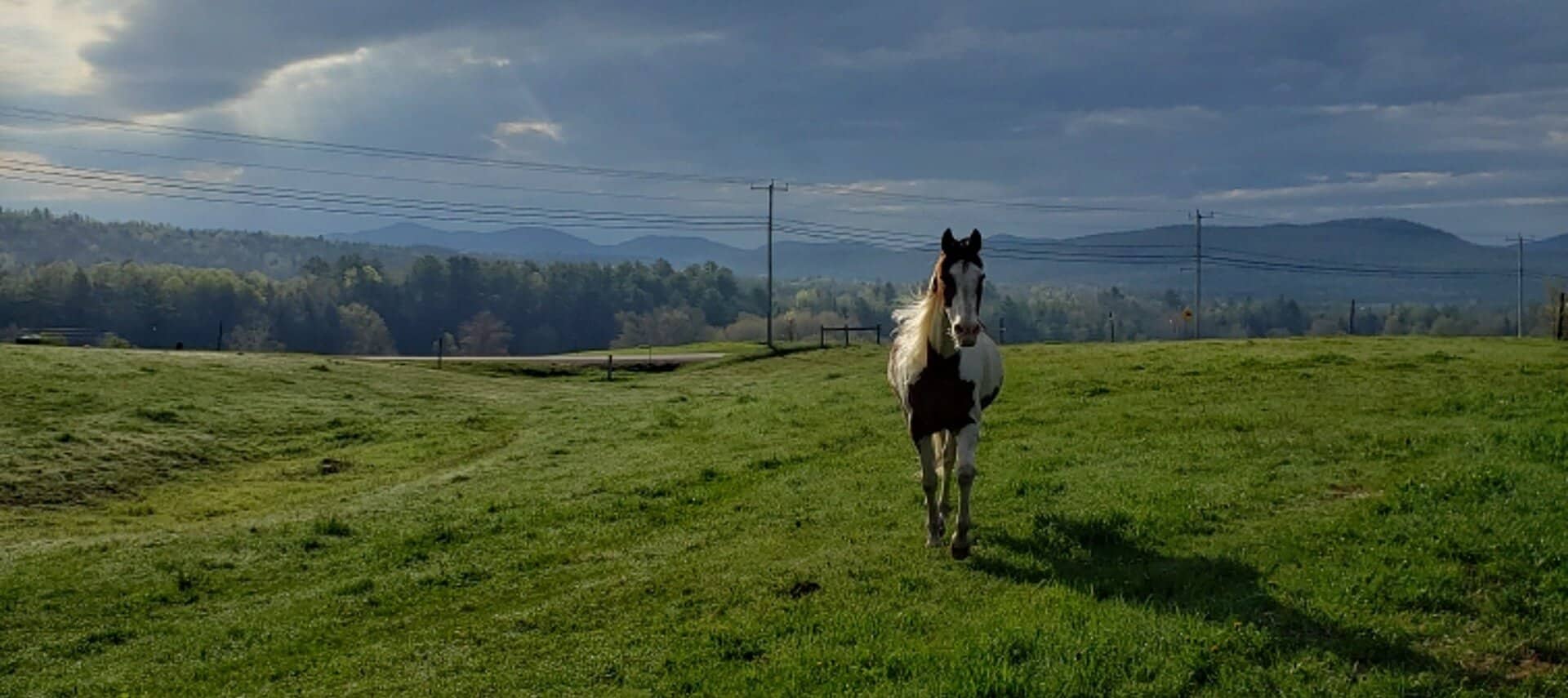A horse walks towards the camera in a grassy field with mountains in the background under a cloudy sky.