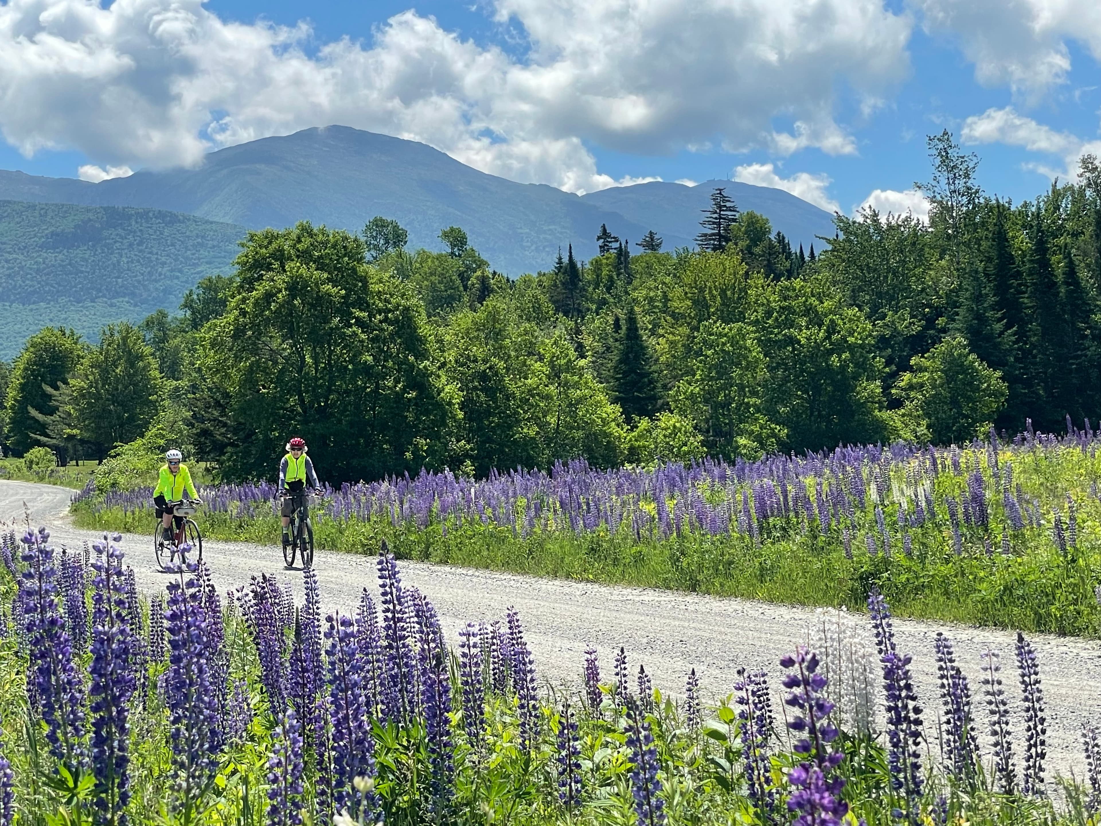 Two cyclists ride along a gravel path surrounded by lush greenery and blooming purple lupines, with mountains in the background under a partly cloudy sky. Two cyclists ride along a gravel path surrounded by lush greenery and blooming purple lupines, with mountains in the background under a partly cloudy sky.