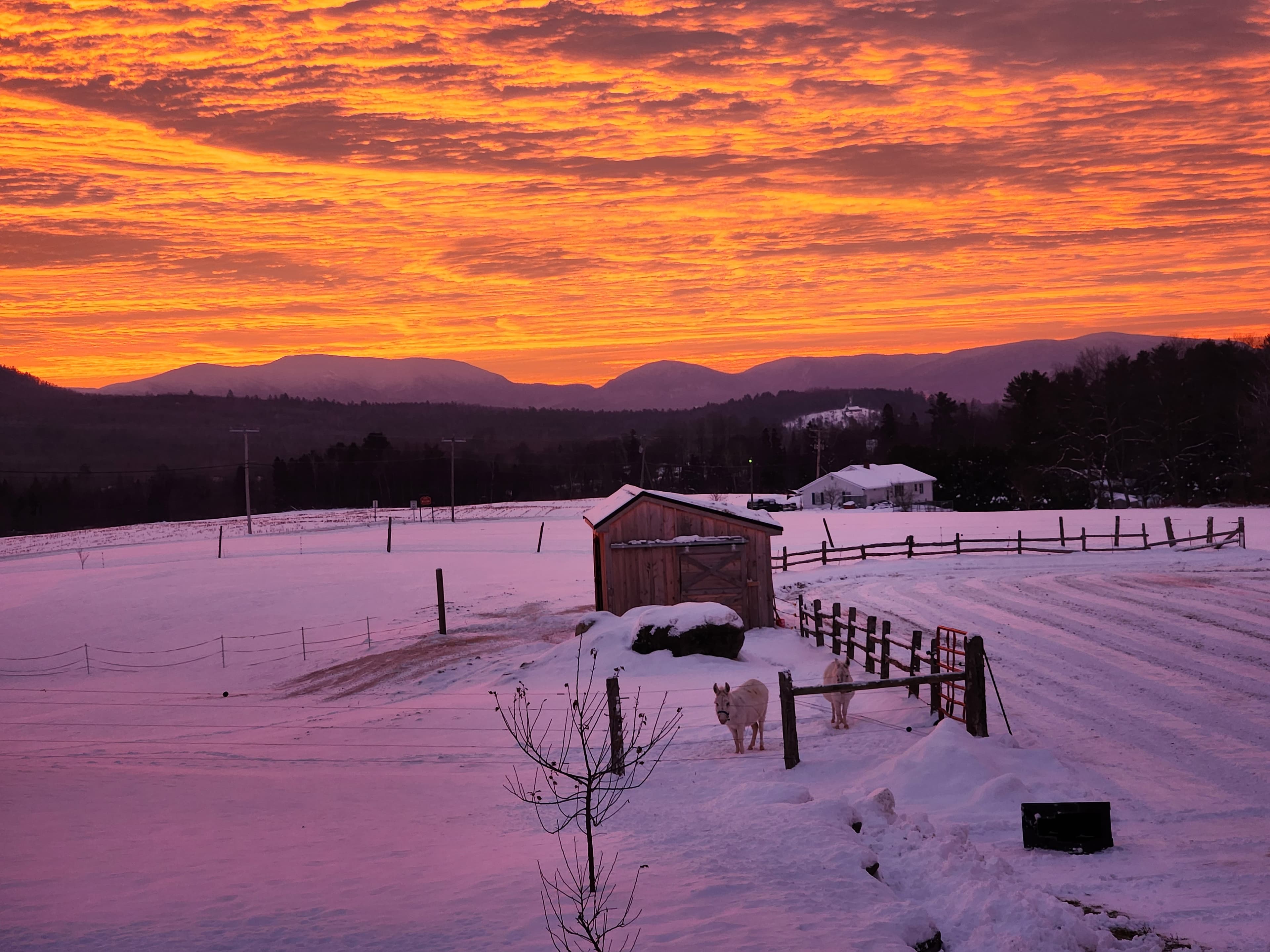 A snowy landscape at dawn features a colorful sky, a small shed, and a dog near a fence. A snowy landscape at dawn features a colorful sky, a small shed, and a dog near a fence.