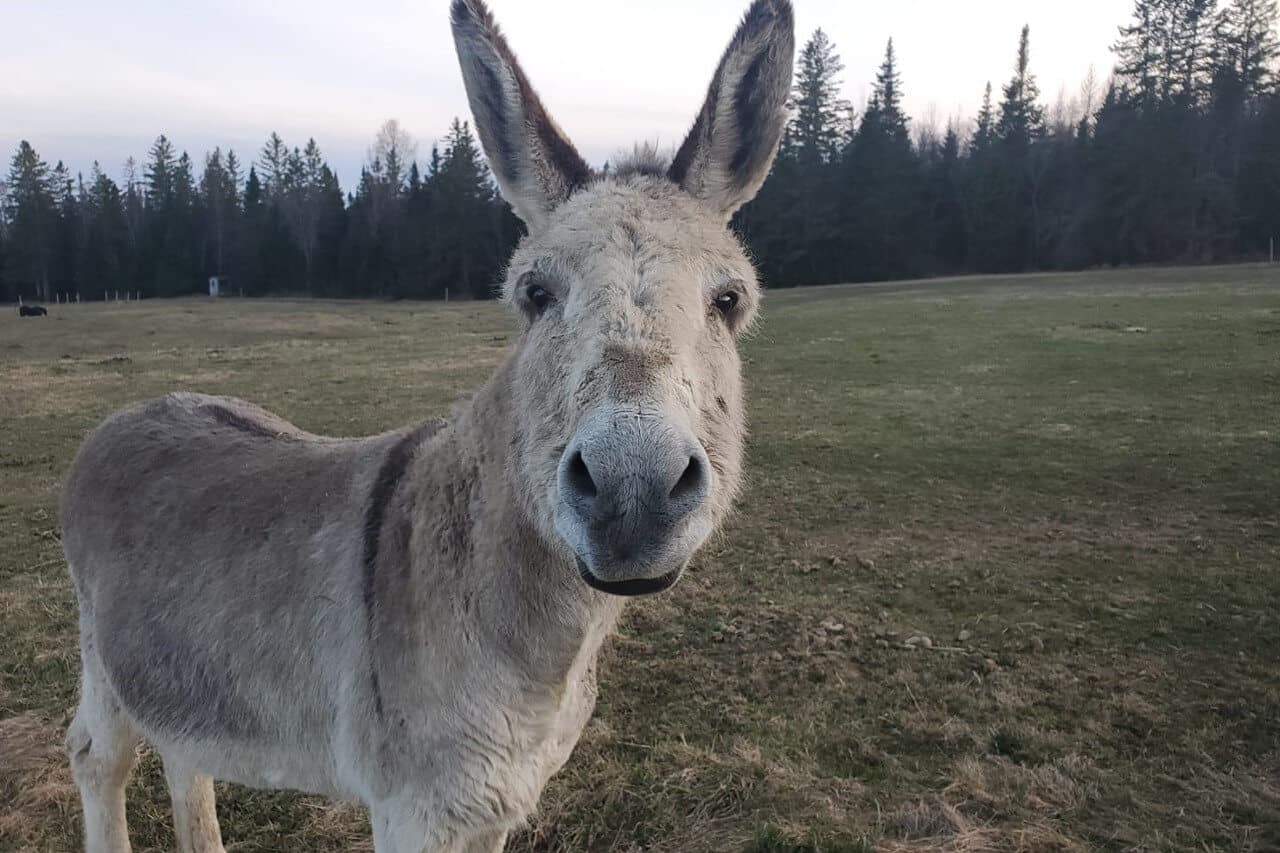 A close-up of a gray donkey with large ears in a grassy field surrounded by trees.