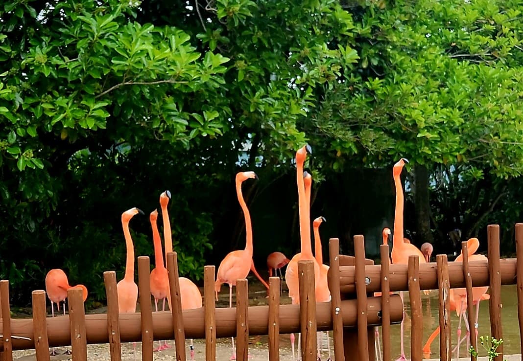 A group of pink flamingos standing near a wooden railing surrounded by lush green foliage. A group of pink flamingos standing near a wooden railing surrounded by lush green foliage.