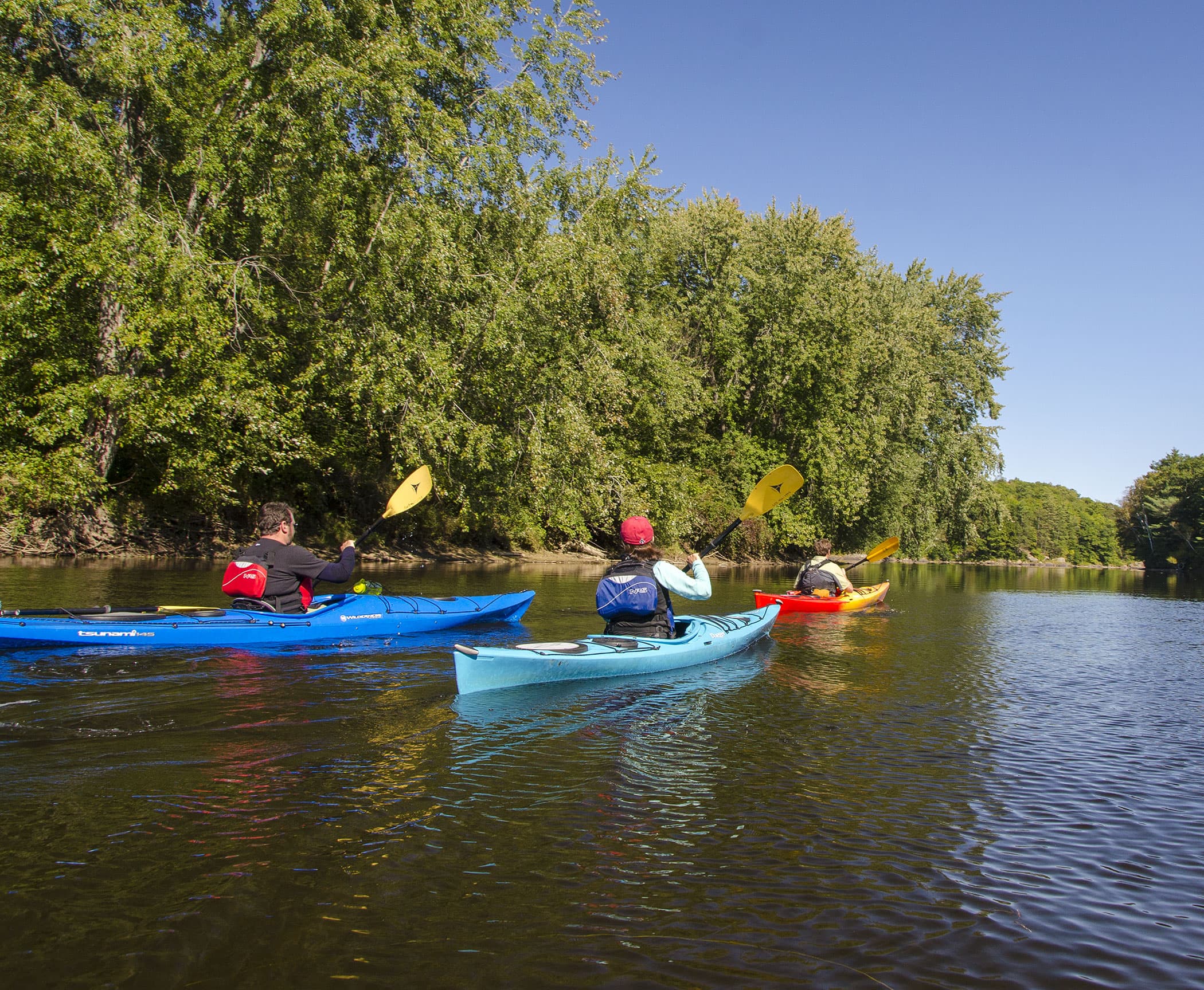 Three people kayaking on a calm river surrounded by lush greenery.