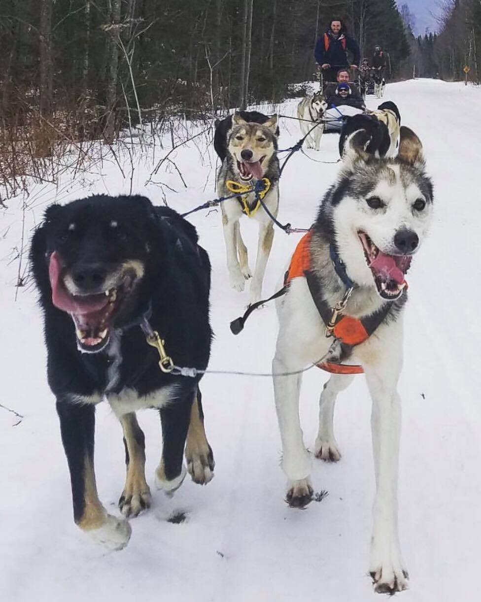 A team of sled dogs joyfully runs through the snow with a musher in the background.