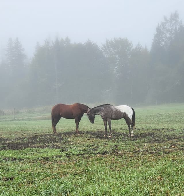 Two horses nuzzling in the fog