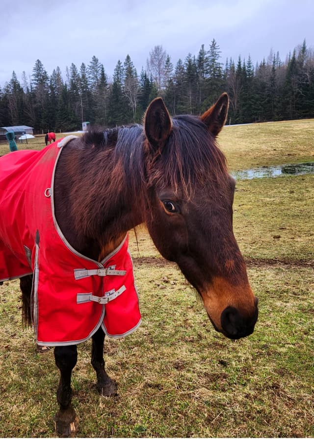 Brown horse wearing a red blanket