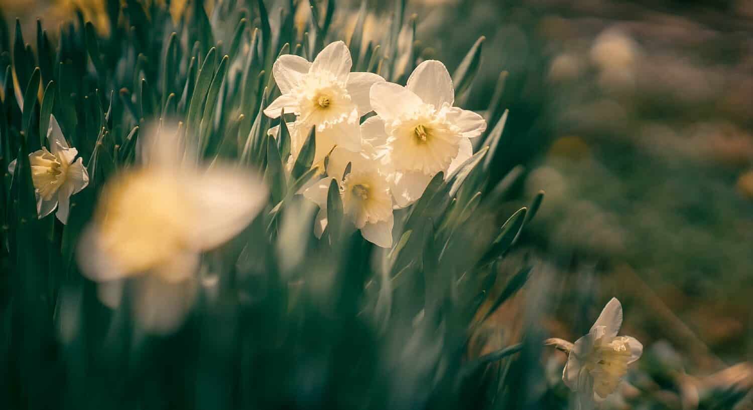 Pale yellow daffodils and green stems with blurred background