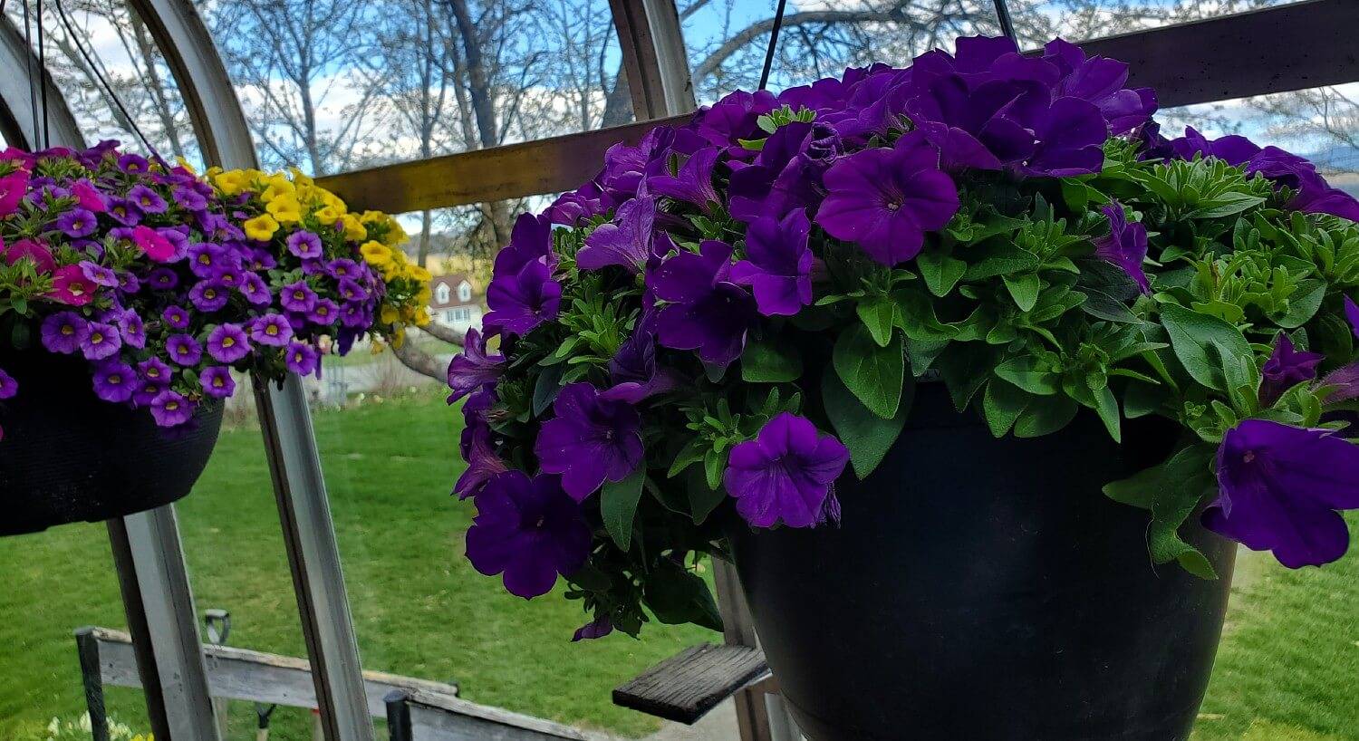 Greenhouse showing flower pots full of bright purple, pink and yellow flowers