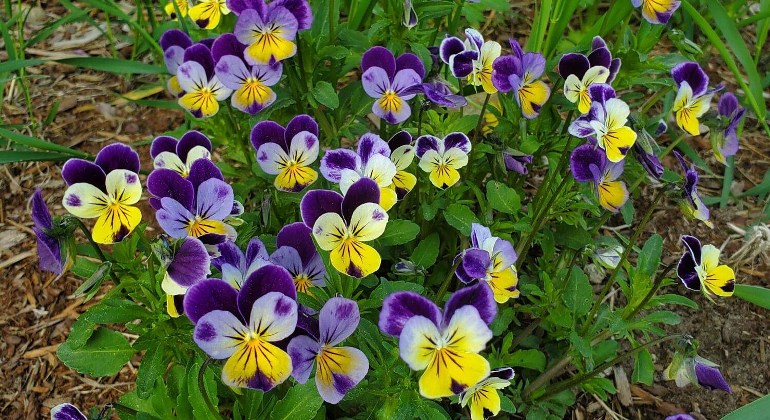 Garden with large plant full of small purple and yellow flowers