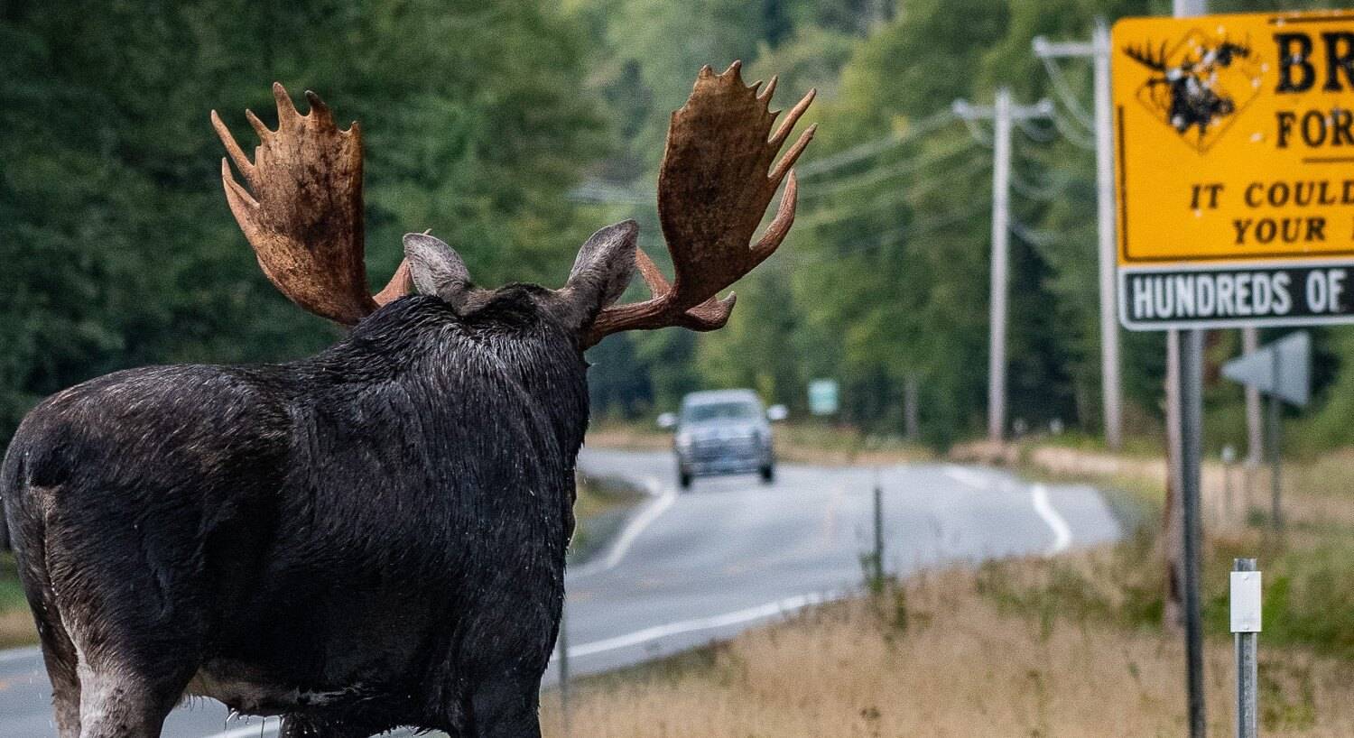 Large bull moose facing a sign that says Brake for Moose
