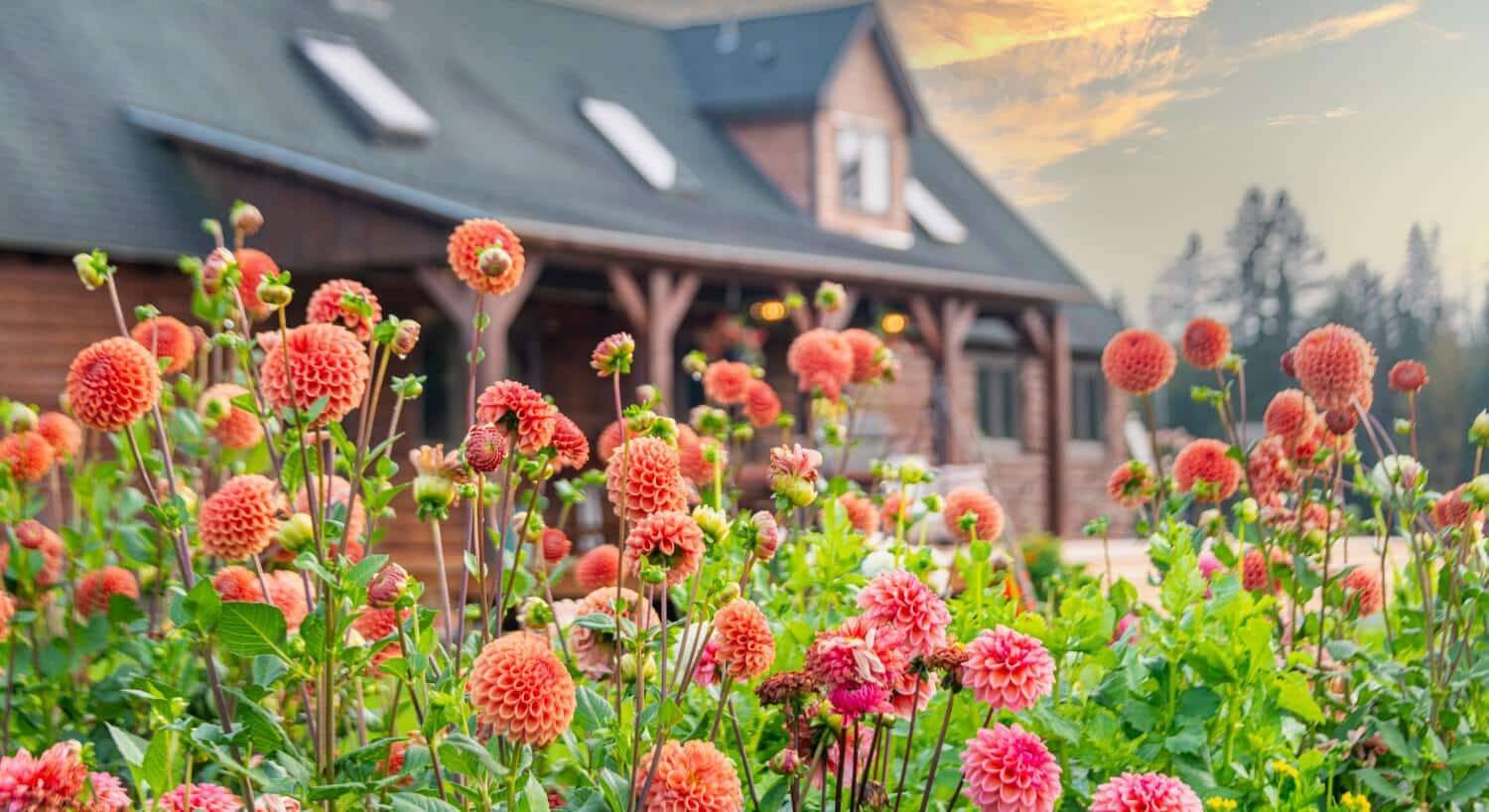 Many beautiful orange dahlia flowers in front of a porch