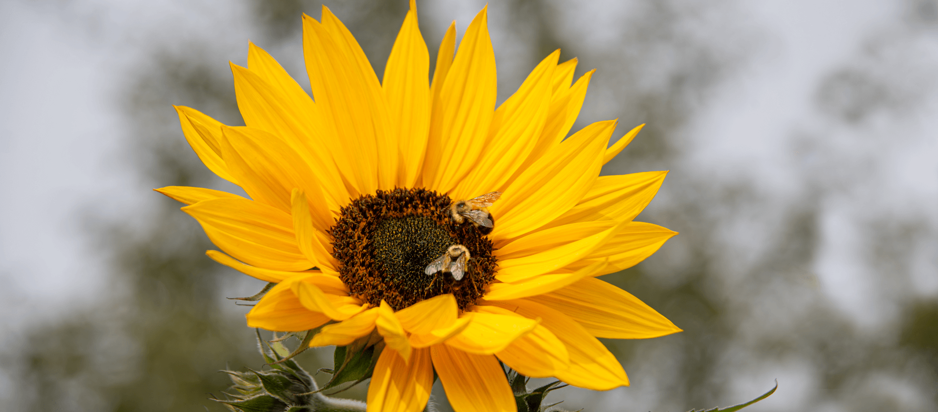 Close-up of a yellow sunflower with two bees in the center
